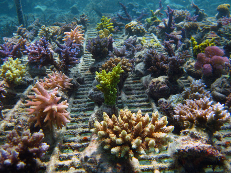 ADE Fiji - More stony "reef-building" corals awaiting transplant onto the reef