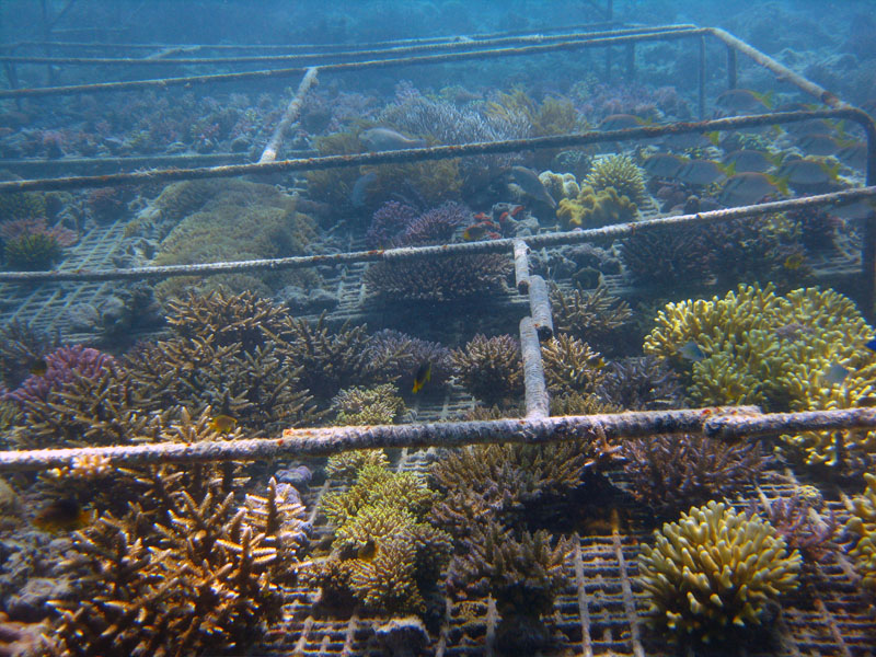 ADE Fiji - Larger stony "reef-building"corals ready to be planted onto the reef