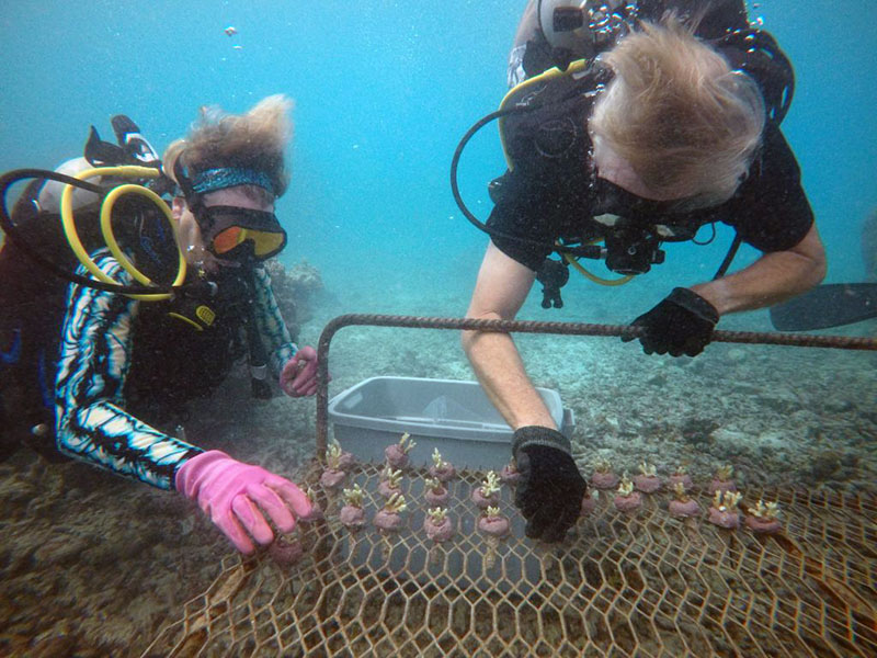 Walt and Deborah Smith placing corals on grow-out racks for the ADE Project