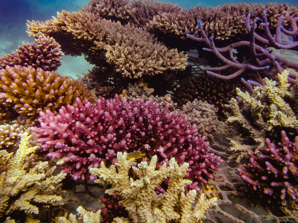 ADE Fiji purple coral