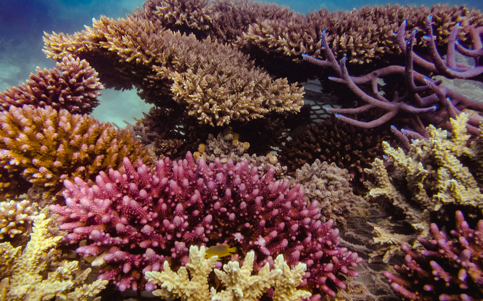 ADE Fiji purple coral