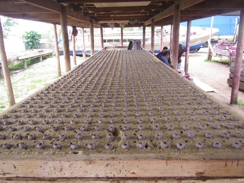 Fiji coral plugs used to rebuild coral reefs by ADE Project