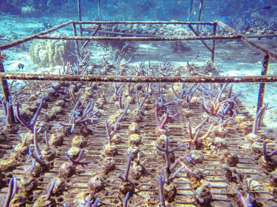 ADE Fiji Corals planted on racks two months after planting