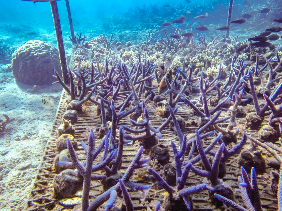 ADE Fiji Corals planted on racks 6 -8 months after planting