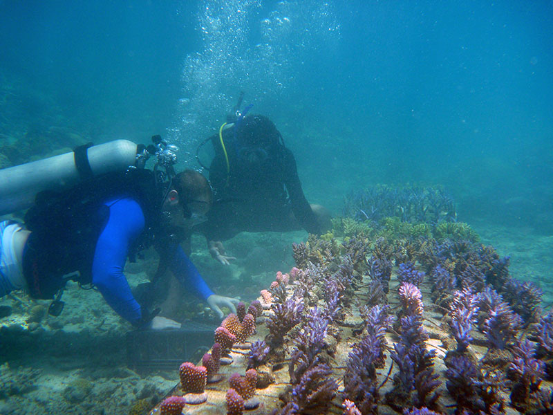 ADE Project Fiji, growing coral on a rack
