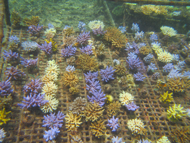 Coral Farming rack 1, Walt Smith of ADE Project Fiji