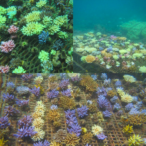 Coral reef racks on coral farm, ADE Project Fiji